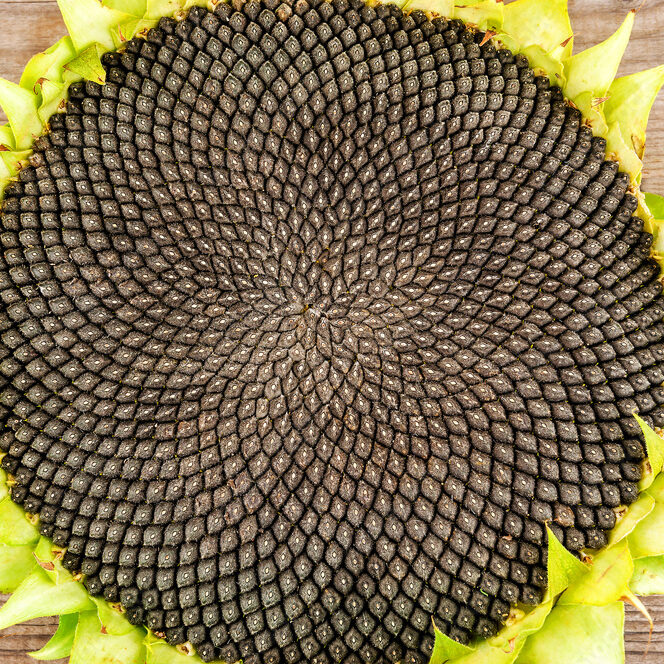 ripe and lush sunfloves with seeds